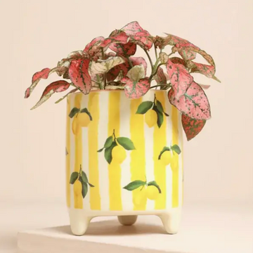 Yellow Striped Lemons Ceramic Plant Pot
